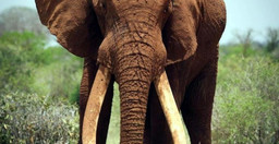 great-kenya-highlights-masai-mara-nakuru-amboseli-xvv9w.jpg 2