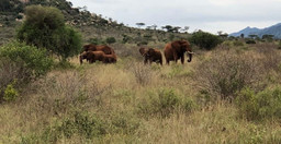 great-tour-of-kenya-masai-mara-nakuru-amboseli-tsavo-mombasa-IpOEC.jpg 1