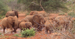 great-tour-of-kenya-masai-mara-nakuru-amboseli-tsavo-mombasa-dT0jN.jpg 2