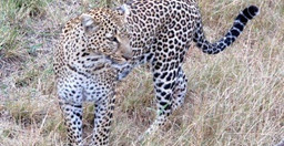 great-tour-of-kenya-masai-mara-nakuru-amboseli-tsavo-mombasa-uUVud.jpg 3