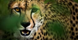 half-day-nairobi-national-park-safari-lrXZ8.jpg 1