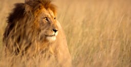 half-day-nairobi-national-park-safari-z4irz.jpg 2