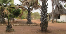 hotel-de-wassadou-9HyEK.jpg 3