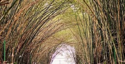 jardin-botanique-de-bingerville-a7h3Lf3QUf.jpg 2