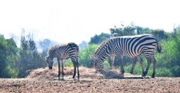 jardin-zoologique-de-rabat-qSacI.jpg 2