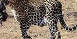 kenya-and-tanzania-safaris-26JWz.jpg 2