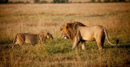 kenya-and-tanzania-safaris-6C4vB.jpg 3
