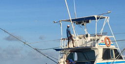 kingfisher-3.jpg 3
