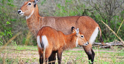 lake-mburo-national-park-safari-6QAdcN3SOQ.jpeg 3