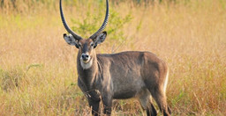 lake-mburo-national-park-safari-g27nL49Edo.jpeg 1