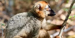 madagascar-3-day-tour-morondava-and-tsingy-de-bemaraha-3nvnJ.jpg 2