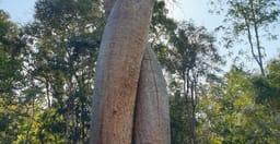 madagascar-3-day-tour-morondava-and-tsingy-de-bemaraha-lUCVz.jpg 3