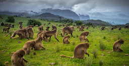 menz-guassa-trekking-5-days-tour-package-LxYR4Y0LEq.jpeg 3