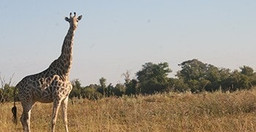 moremi-day-trip-RvMSc.jpg 2