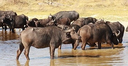 moremi-day-trip-cywpn.jpg 3