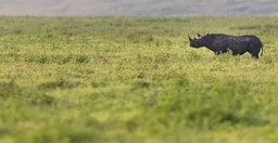 ngorongoro-crater-day-tour-1lddE.jpg 1