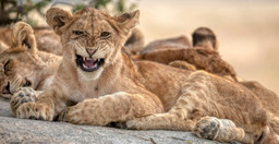 ngorongoro-crater-day-trip-a-journey-into-africa-s-eden-1b6hmA5KgR.jpg 2