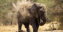 ngorongoro-crater-day-trip-a-journey-into-africa-s-eden-7nq9qwZcFv.jpg 3