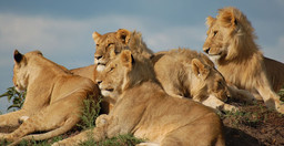 nouvel-itemspectacular-4-days-masai-mara-lake-nakuru-camping-safari-wG4q0.jpg 1