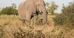 okavango-delta-adventure-trip-jChkC.jpg 2