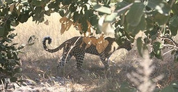 okavango-delta-adventure-trip-vmno3.jpg 3