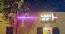 palmier-du-29.jpg 1