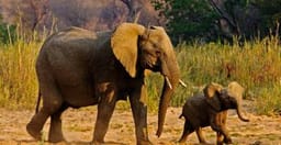 papagei-tours-and-safaris-GicYma6uYC.jpeg 2