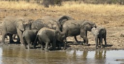 pilanesberg-safari-from-johannesburg-Md1V8.jpg 2