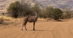 pilanesberg-safari-from-johannesburg-ZfQjB.jpg 3