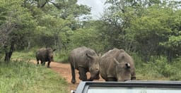 pilanesberg-safari-from-johannesburg-fIg1k.jpg 1