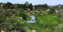pululukwa-1.jpg 2