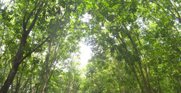 randonnee-bio-dans-une-plantation-47uj8vMPKC.jpeg 2
