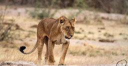 safari-au-benin-5YlK16AsEu.jpeg 3