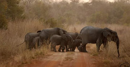 safari-au-benin-BBhHDrkKK6.jpeg 1