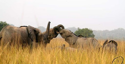 safari-au-benin-x9ESvYmLTS.jpeg 2