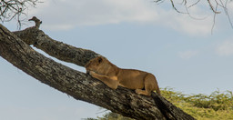 safari-tanzanie-2-jours-XdHuC.jpg 2