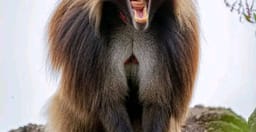 safari-tour-in-ethiopia-GPSRb.jpg 2