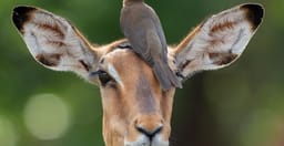 safaris-adventure-bookers-9BQFU.jpg 1