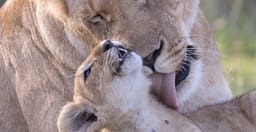 safaris-adventure-bookers-o3Ids.jpg 2