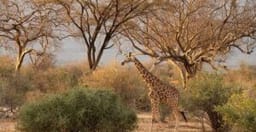 samburu-luxury-safari-3AUyB.jpg 2