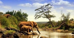 simba-paka-safaris-DjXRR4vMBV.jpg 2