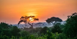 simba-paka-safaris-ZXETV15JH1.jpg 3