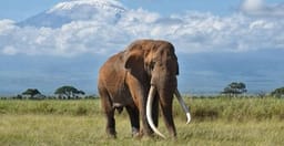 simba-paka-safaris-t12fUYlyfV.jpg 1