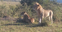 small-group-kenya-wildlife-safaris-GfsNj.jpg 3
