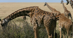 small-group-kenya-wildlife-safaris-NJ2KE.jpg 1