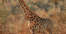spectacular-4-days-masai-mara-lake-nakuru-camping-safari-HJ53w.jpg 2