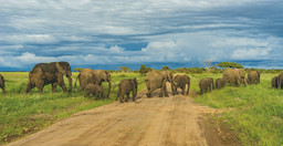 tanzania-safari-TcQOw.jpg 3