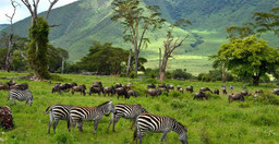 tanzania-safari-yy9DA.jpg 2