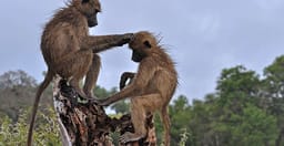 tarangire-national-park-full-day-trip-OcUrj.jpg 1