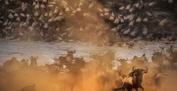 the-great-migration-safari-AmUCQ.jpg 2